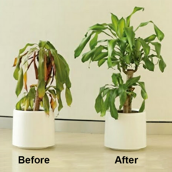 KISSHI™ Chlorophyll Spray ACE