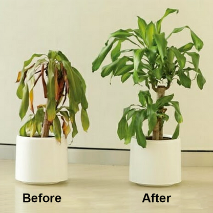 KISSHI™ Chlorophyll Spray ACE