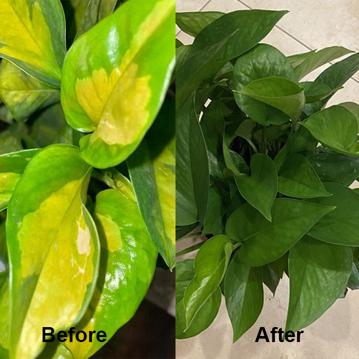KISSHI™ Chlorophyll Spray ACE