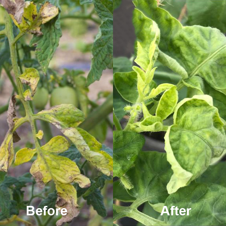KISSHI™ Chlorophyll Spray ACE