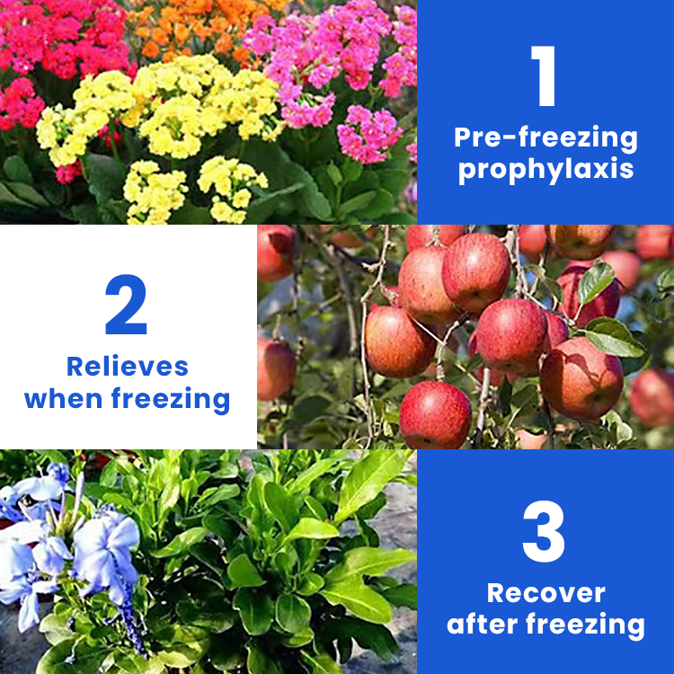 KISSHI™ Anti-Frost Growth Solution for Plants