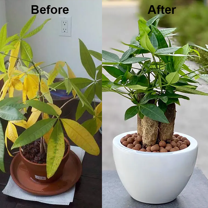 KISSHI™ Chlorophyll Spray ACE