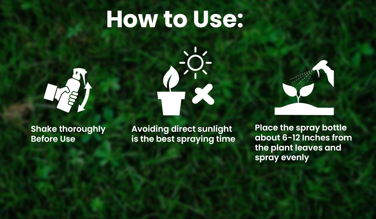 KISSHI™ Chlorophyll Spray 🪴1