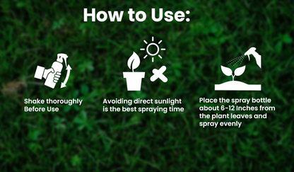 KISSHI™ Chlorophyll Spray 🪴1