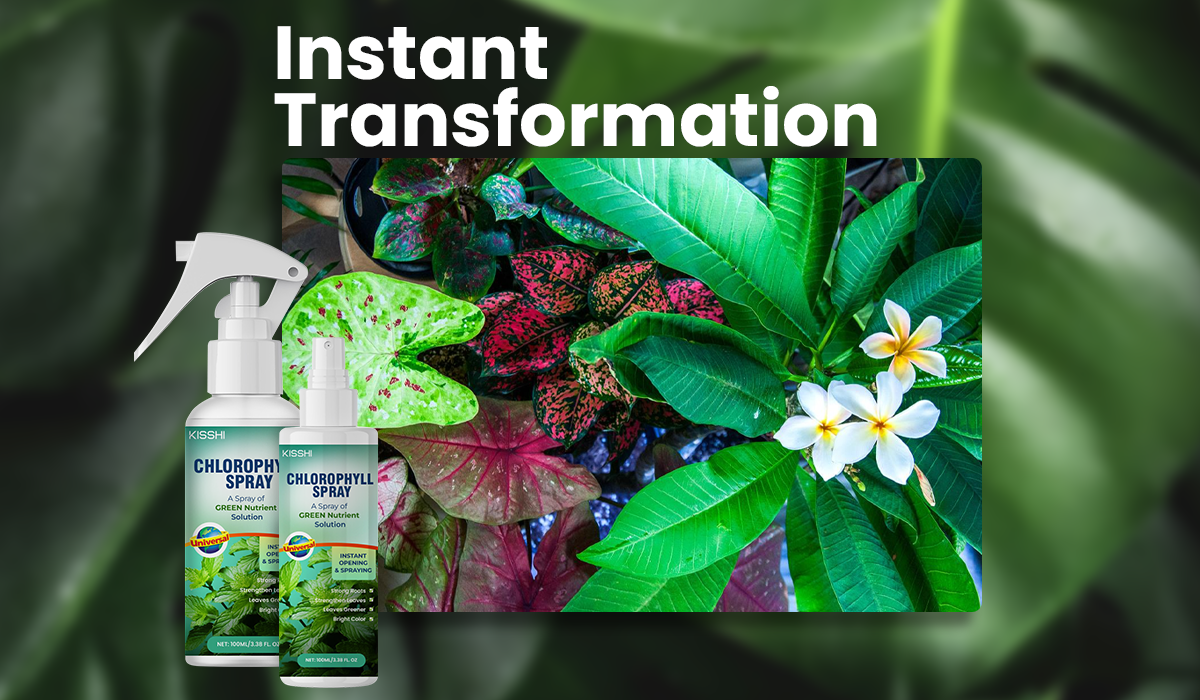 KISSHI™ Chlorophyll Spray 🪴1