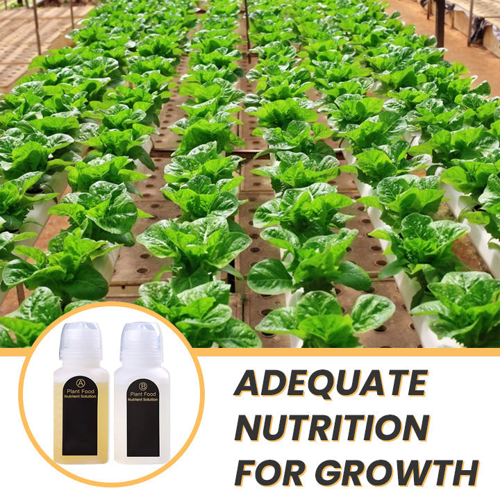 KISSHI™ Hoagland Nutrient Solution D05