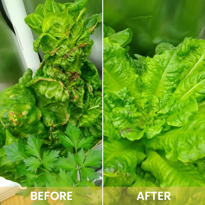 KISSHI™ Hoagland Nutrient Solution D05